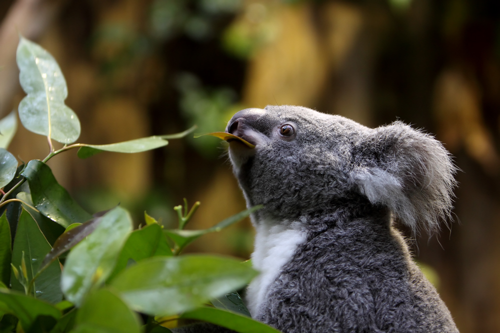 Proč koaly milují Eukalyptus
