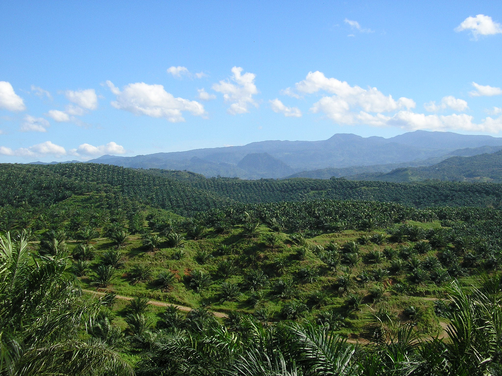 Zdroj: https://upload.wikimedia.org/wikipedia/commons/7/7b/Oil_palm_plantation_in_Cigudeg-03.jpg